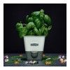 Контейнер для хранения свежей зелени, с автополивом Cole & Mason Fresh Herbs, цвет белый изображение №6